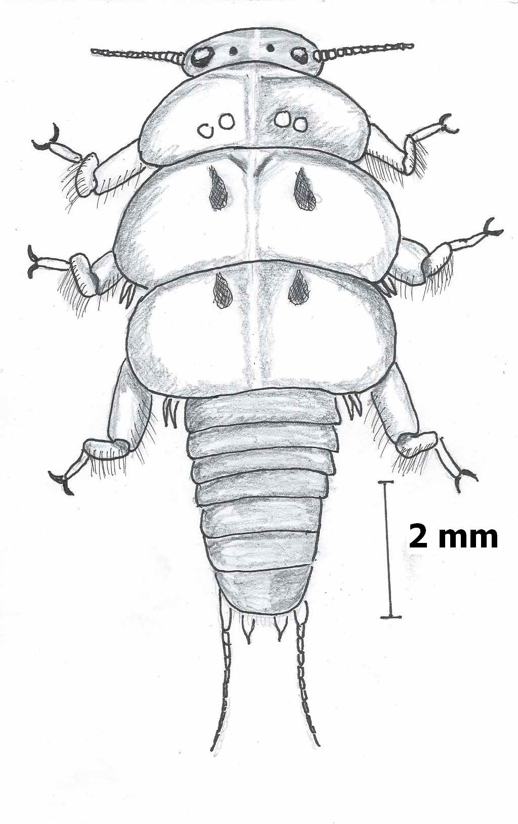 peltoarcuata